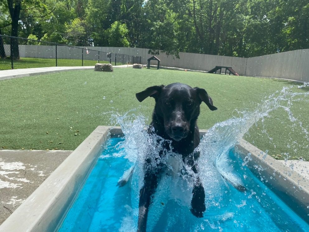 Cool Dog Splash Pool