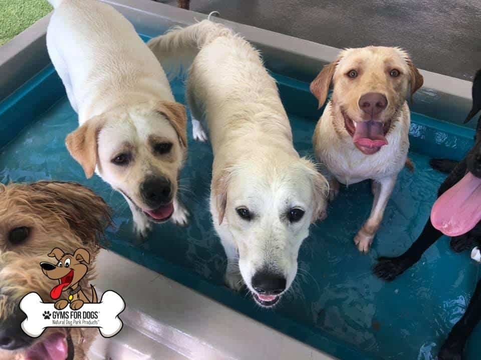 cool dog splash pool