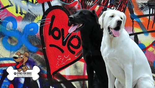 graffiti dogCropped