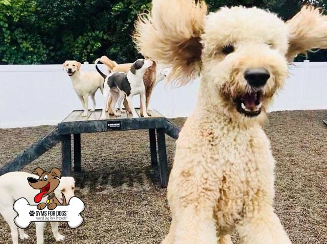 perrysburge pet lodge