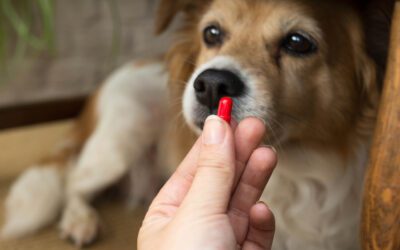 Safe Use of Drugs on Companion Pets