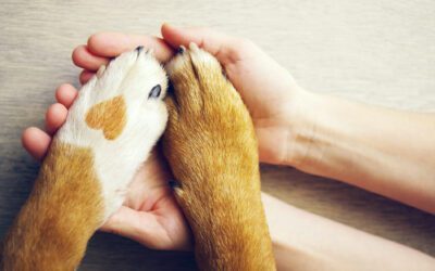 Caring for Your Dog’s Paws
