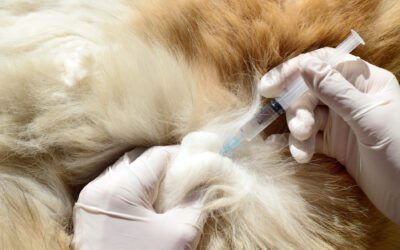 Judicious Use of Anti-Biotics on your Pet