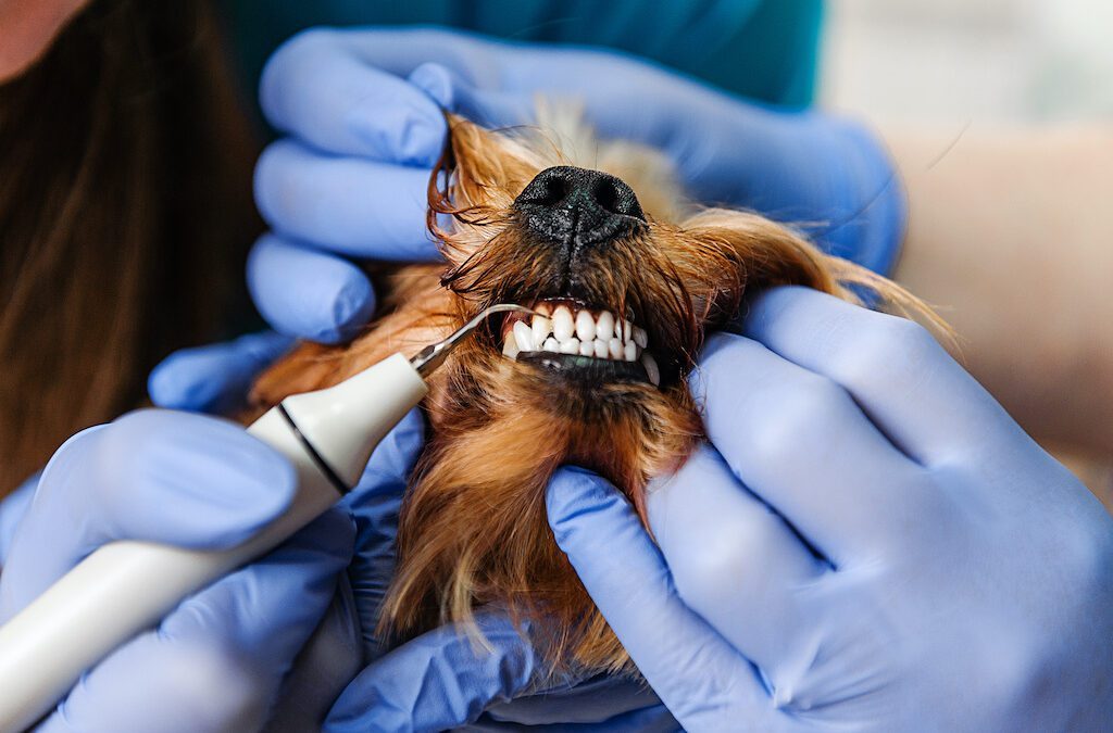 Caring For Your Dog’s Teeth