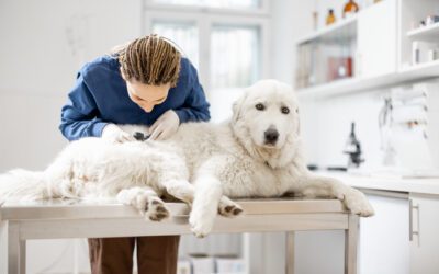 Choosing your Veterinary Care