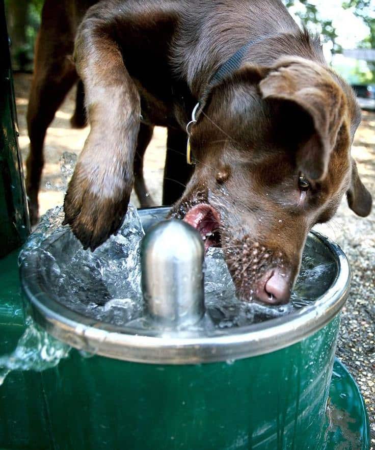 Cool Dog Water Fountains