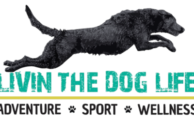 Flying with your Pet